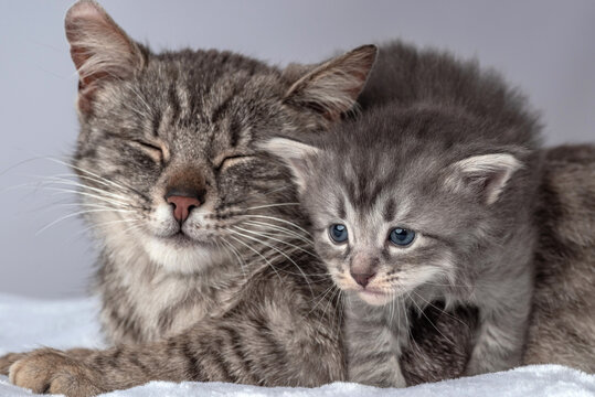 Mother cat and little kitten fortnightly age. Two week old Baby Cat.