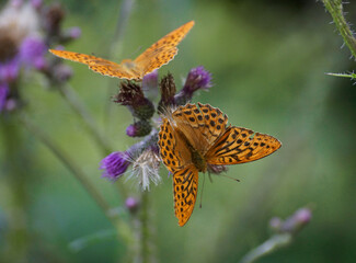 zwei Exemplare des Kaisermantels (Argynnis paphia) saugen Nektar an blühenden Kratzdisteln...