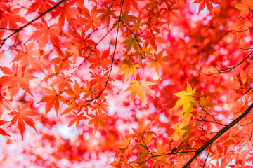 美しいイロハモミジと庭園