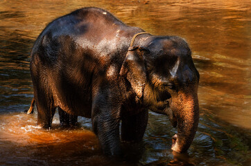 Magical Indian elephant in the river waters in the middle of the majestic jungle