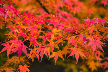 赤とオレンジのイロハモミジの葉