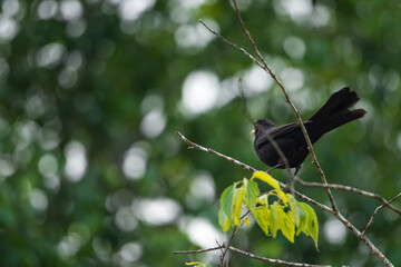 Pájaro 