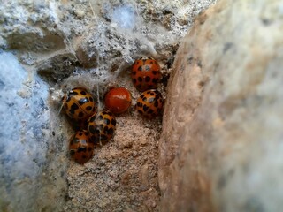Red Ladybugs