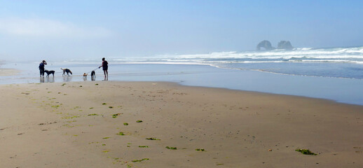 Misty Beach Dog Walk Panorama- A couple walks the Rockaway Oregon beach with their dogs in the morning before the mist has burn off. Twin Rocks sea stacks sit on the horizon.