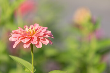 Obraz premium Pink Gerbera