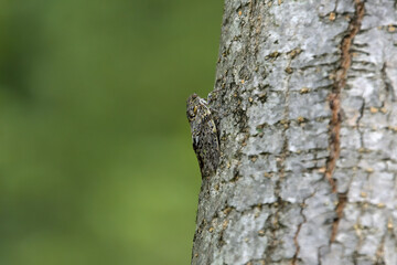 木の幹にとまったニイニイゼミ
