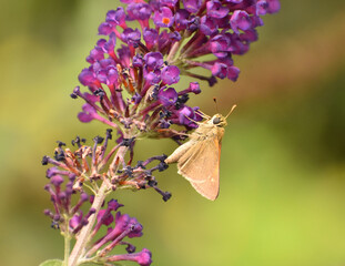 Least Skipper butterfly feeding on a Butterfly Bush Buddleja davidii in southern Michigan 