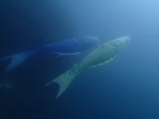 Naklejka premium OLYMPUS DIGITAL CAMERA