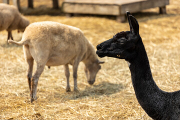 portrait of a baby goats face behind bars of a local farm with hay in the background.  the adorable domesticated animal appears healthy and happy  