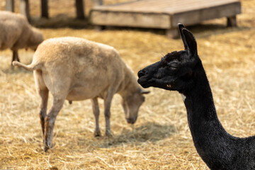 portrait of a baby goats face behind bars of a local farm with hay in the background.  the adorable domesticated animal appears healthy and happy  