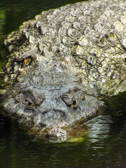 Naklejka premium crocodile in the water