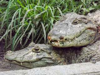 alligator in the zoo