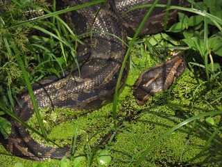snake in the grass