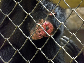 trapped monkey