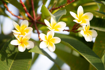 Purity of white Plumeria with morning light
