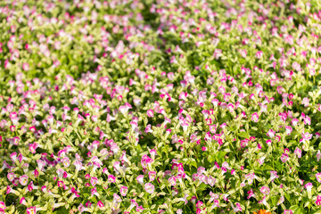 Pink flowers for background