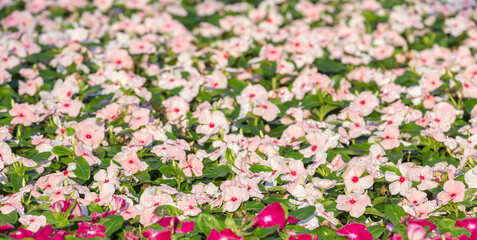 Fototapeta premium Field of pink and white flower