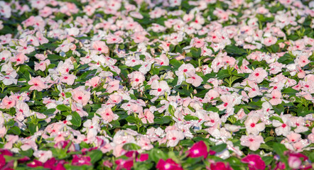 Pink flowers for background