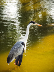 Heron in Lake
