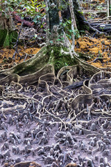 Tree roots in daintree rainforest board walk