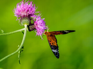 ツマグロヒョウモン