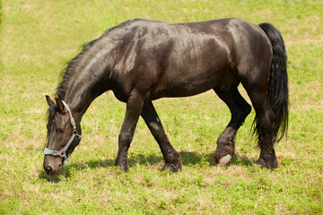 Black Friesian stallion grazes in summer pasture