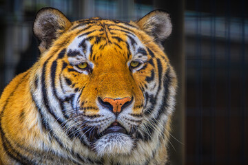 2021-08-13 A LARGE MALE SIBERIAN TIGER WITH BRIGHT YELLOW EYES