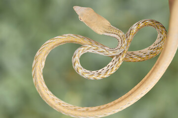 Beautiful Action of  Little Snake 