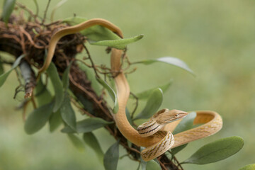 Beautiful Action of  Little Snake 
