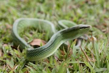 Obraz premium Beautiful Action of Little Snake 