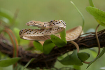 Beautiful Action of  Little Snake 