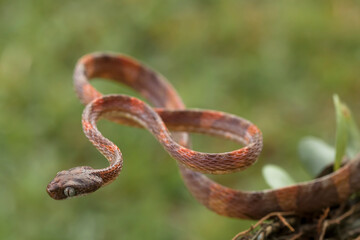 Beautiful Action of  Little Snake 