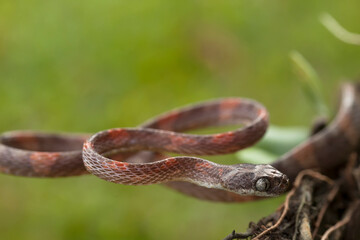 Beautiful Action of  Little Snake 
