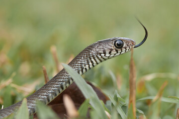 Beautiful Action of  Little Snake 
