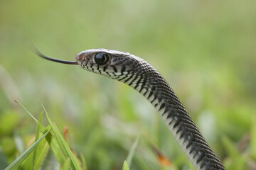 Beautiful Action of  Little Snake 