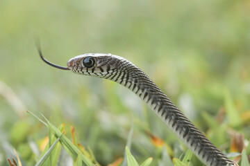 Beautiful Action of  Little Snake 