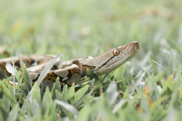 Naklejka premium Beautiful Action of Little Snake 