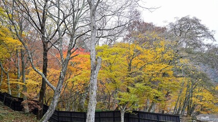 中禅寺湖の湖岸で見たカラフルな紅葉情景＠栃木