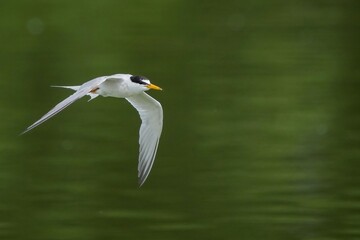 グリーンの水面をバックにさっそうと飛ぶコアジサシ