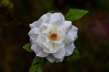 white rose flower