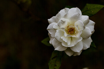 white and yellow rose