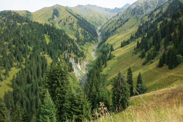 Naklejka premium landscape with grass