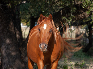 Obraz premium portrait of a horse in the forest