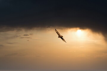Greifvogel in der Dämmerung 