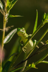 pequeño reptil camuflada con su entorno