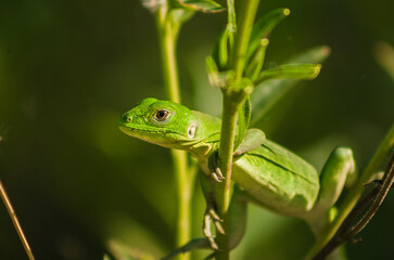 pequeño reptil camuflada con su entorno