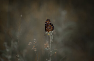 hermosa mariposa colorida sobre una flor silvestre