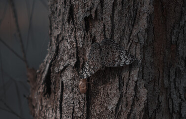 mariposa camuflada en la corteza de un arbol