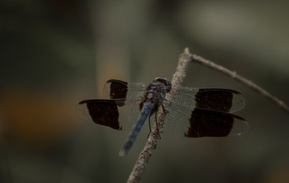 libelula azul en medio de un bosque