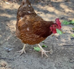 Hen Eating Snack